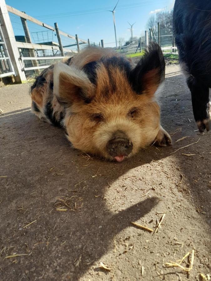 Hannekenbuurs Kleine Kune Kune Farm Daire Weeze Dış mekan fotoğraf
