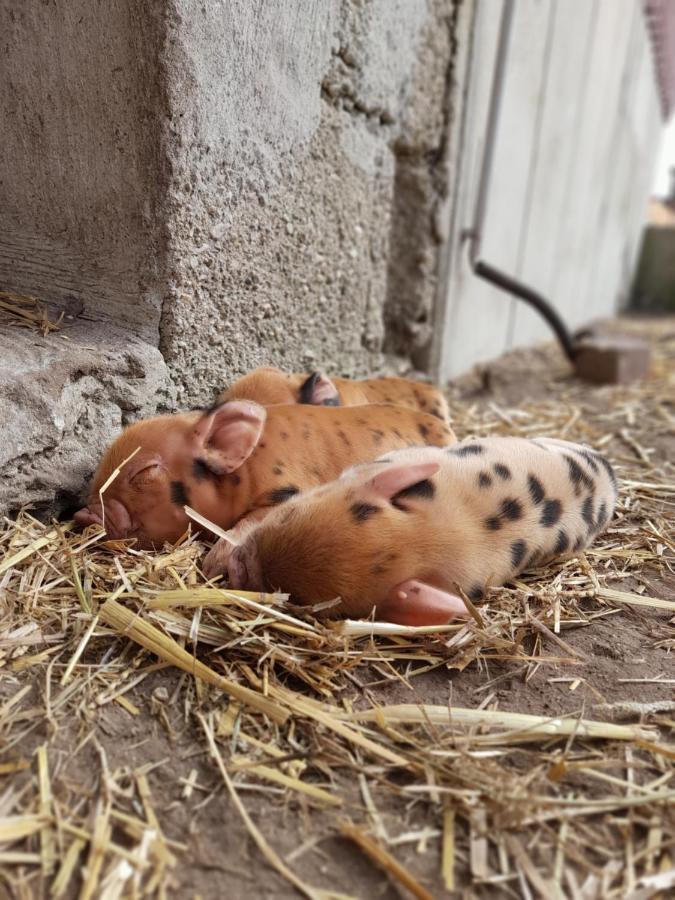 Hannekenbuurs Kleine Kune Kune Farm Daire Weeze Dış mekan fotoğraf
